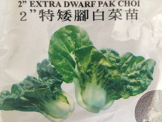 1-OZ 12,000+ Extra Dwarf Canton White Stem Pak Choi seeds 特矮奶白菜 Naibaicai gallery