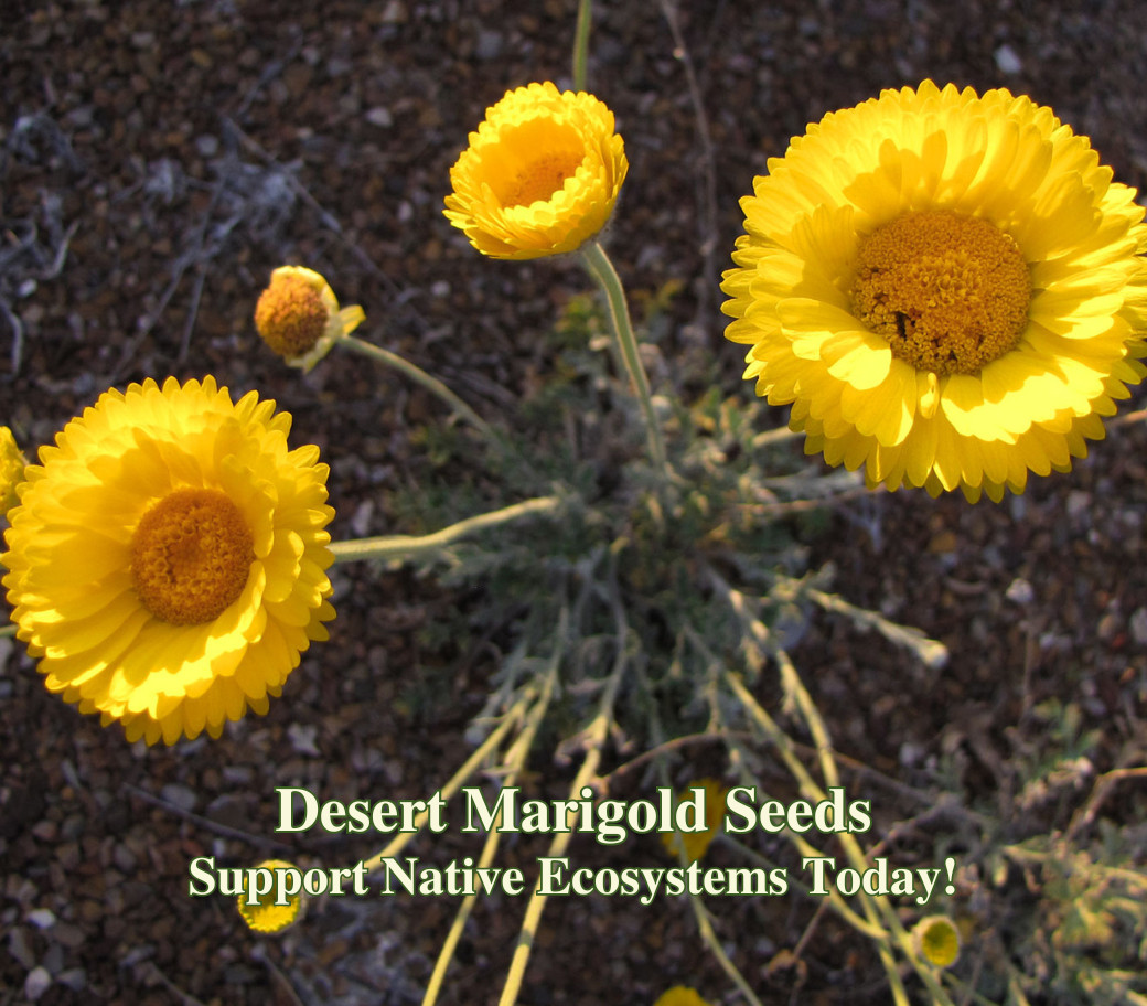 Desert Marigold Seeds for Xeriscaping California Native Baileya multiradiata Dro gallery