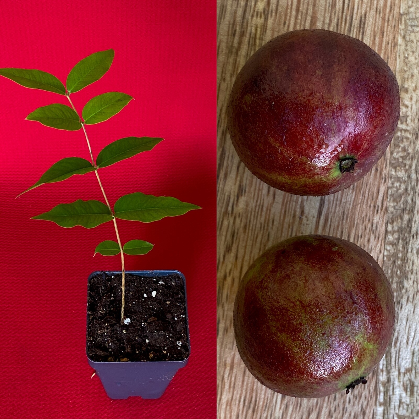 Jaboticaba Plinia Phitrantha var. ESALQ Fruit Tree tropical Plant VERY RARE! gallery