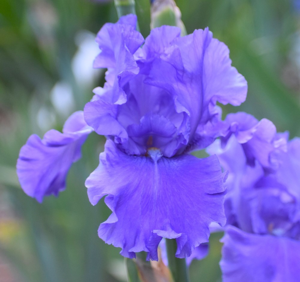 'Pledge Allegiance' TB Bearded Iris Rhizome PRE-SALE to Ship Aug/Sept gallery