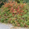 FRAGRANT LEMON SUMAC Rhus Aromatica 10,20,40 SEEDS gallery