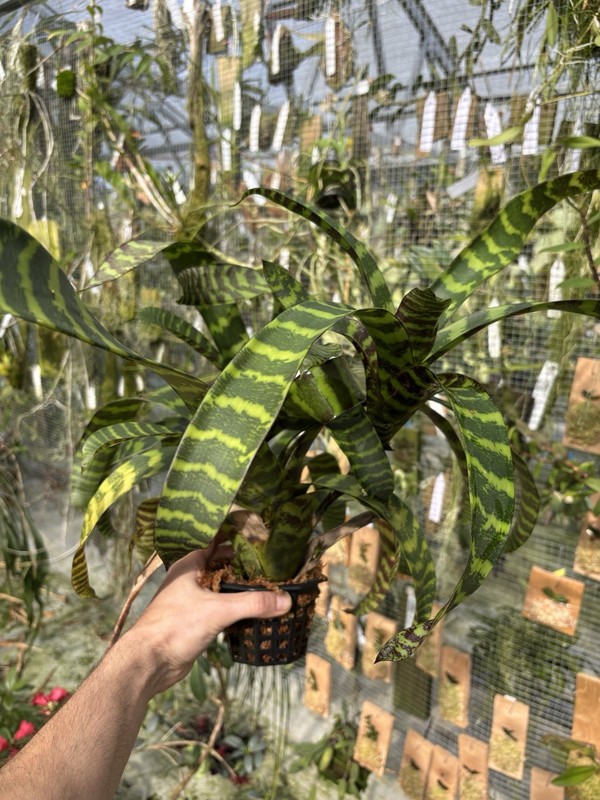 Guzmania musaica high Elevation Clone SPECIMEN SIZE rare Bromeliad Plant gallery