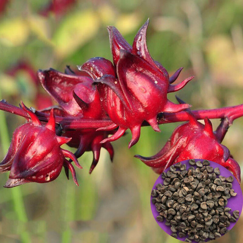 100 XRoselle Seeds/HIBISCUS SABDARIFFA/Jamaican Sorel/Rosella Fruit/Herb/Herbal gallery