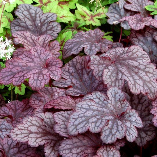 HEUCHERA 'PLUM PUDDING'~CORAL BELLS~LIVE PLANT HARDY PERENNIAL FOR SUN OR SHADE! gallery