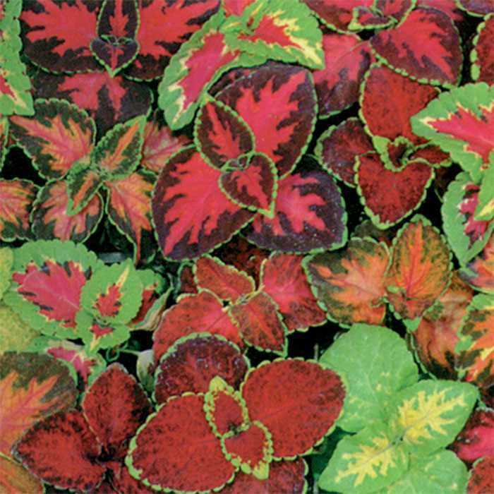351+COLEUS Rainbow Mix Seeds Shade Garden Container Houseplant Groundcover Easy gallery
