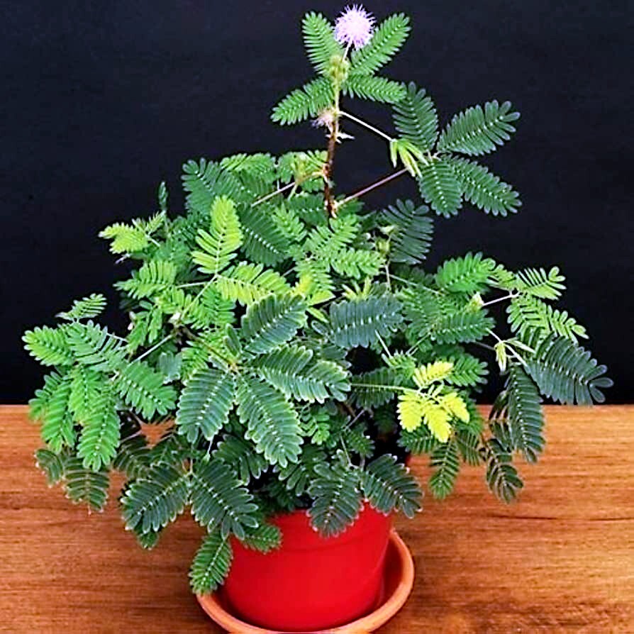Dwarf (Mimosa pudica) "Sensitive Plant" Tropical Houseplant Flower Tree Seeds gallery