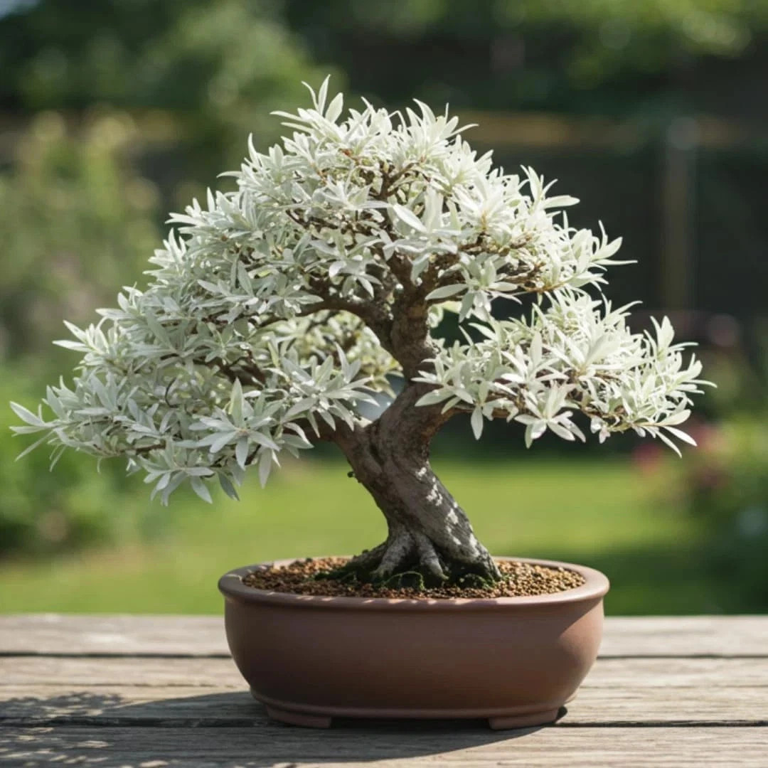 Live Dwarf White Willow Bonsai Tree - Stunning Silvery-Green Leaves FREE SHIP... gallery