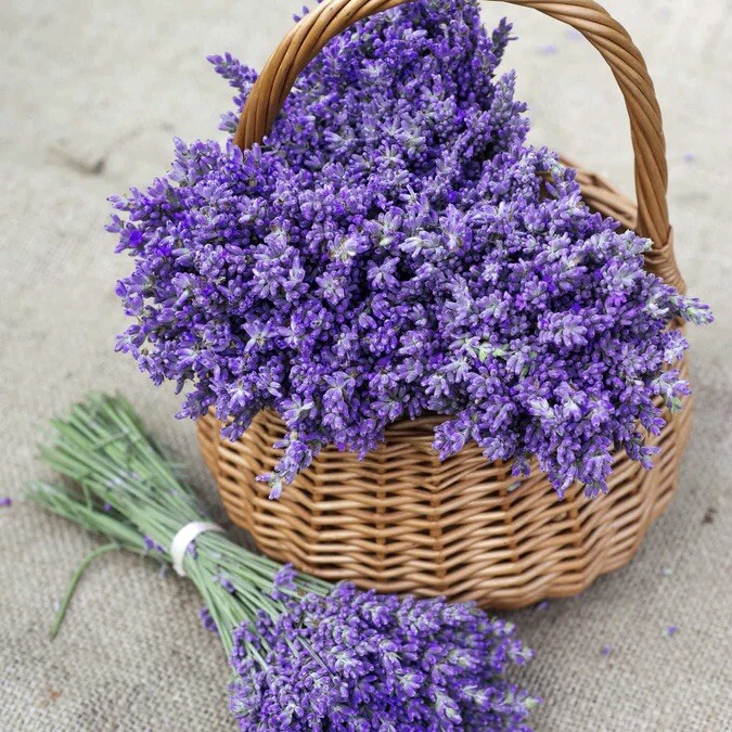 600+ TRUE LAVENDER SEEDS (Lavandula angustifolia) - PERENNIAL NON-GMO HERB USA gallery