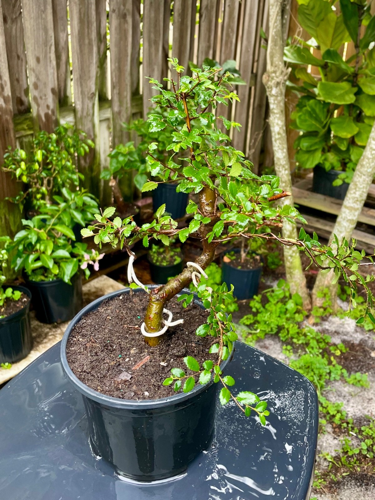CHINESE ELM Pre-Bonsai /Bonsai S Tree Cold Hardy / Tiny leaves 5 years old gallery