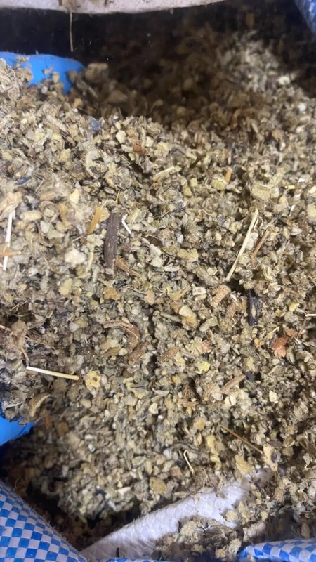 Mullein Leaf wild crafted Lung cut herb - oz lb 1 2 4 5 8 Pound Ounce gallery