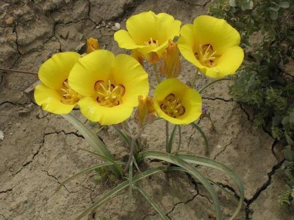Calochortus aureus | Golden Mariposa Lily | 10 Seeds gallery