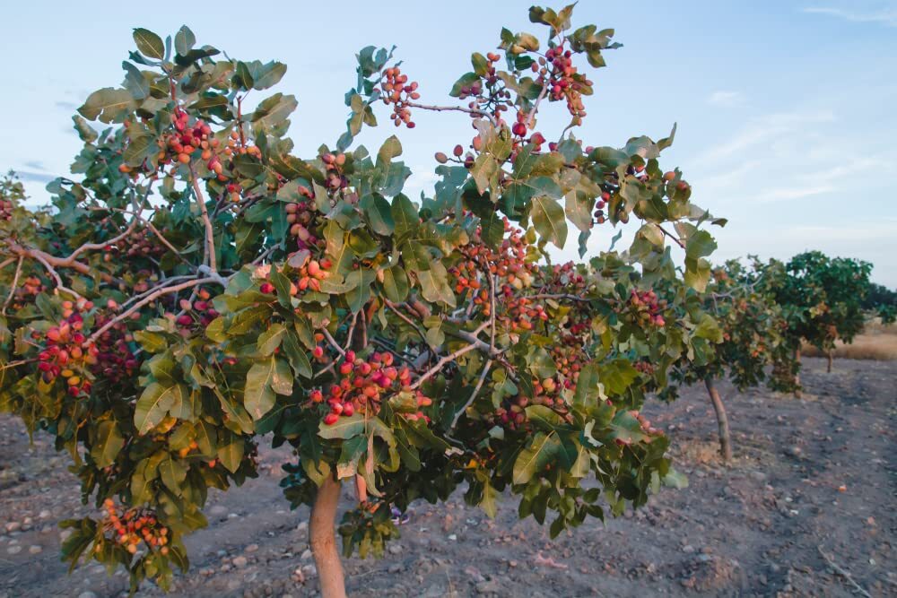 10 Pistachio Nut Tree Seeds for Planting - Pistacia Vera gallery