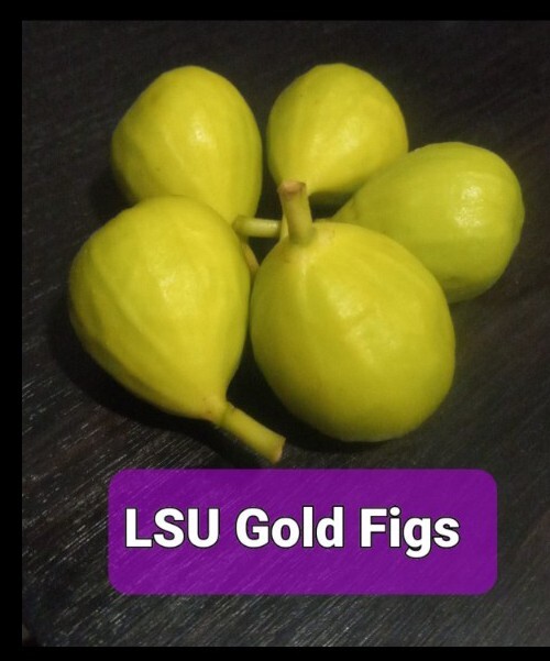 Fig Trees Well Rooted - Starters- Ficus carica - Live Plant gallery