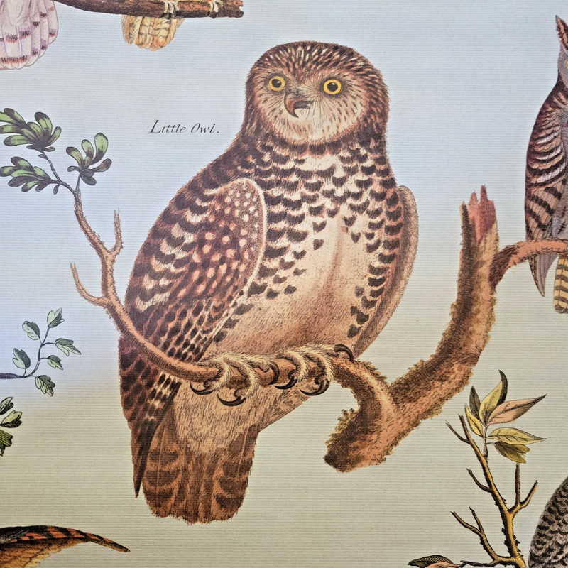 North American Owls Bird Identification Vintage Style Poster 27.5 x 19.5 gallery