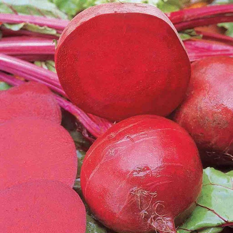 Ruby Queen Beet Seeds 200 Ct Vegetable Garden NON-GMO USA SELLER FREE SHIPPING gallery