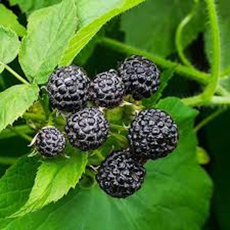 5 Cumberland Black Raspberry Starter Plug Rubus occidentalis gallery