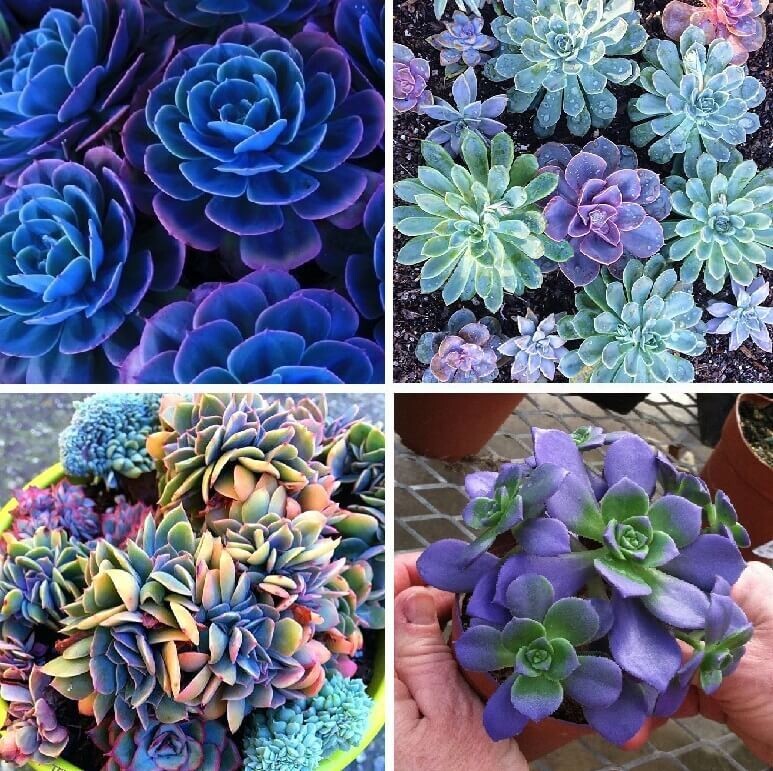 100pcs Mixed Rare Succulent Seeds, Mult-Color Indoor/Outdoor Plant gallery