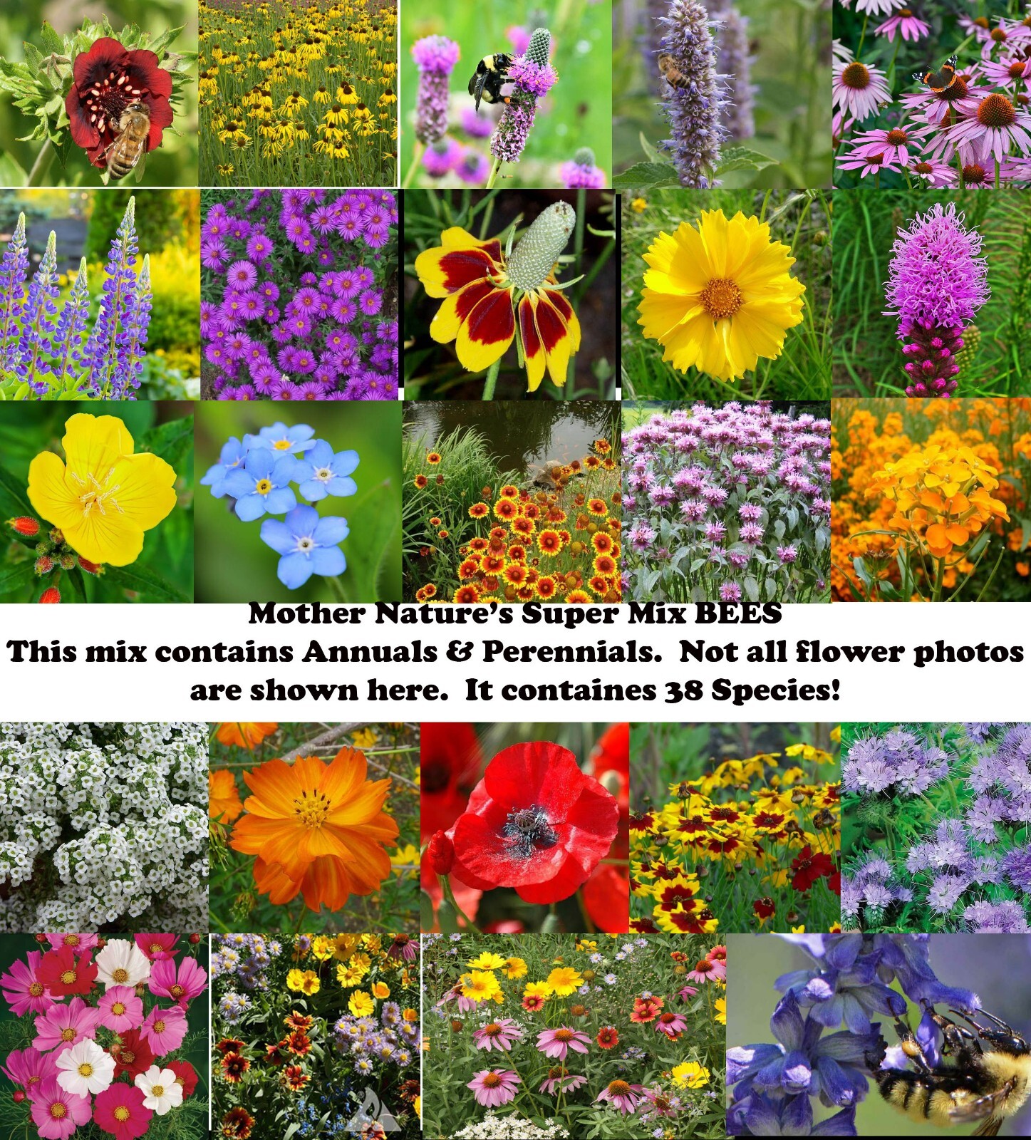 Landscaper's Pack Super Mix SAVE THE BEES Bulk Wild flowers Non-GMO 3000 Seeds! gallery