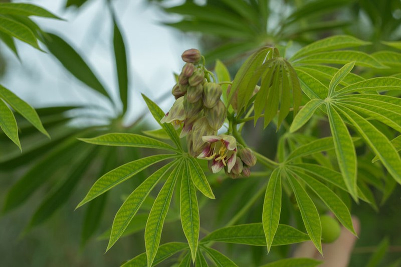 5 RARE Seeds - Tapioca Plant Seed - Cassava Manihot esculenta -See Description gallery