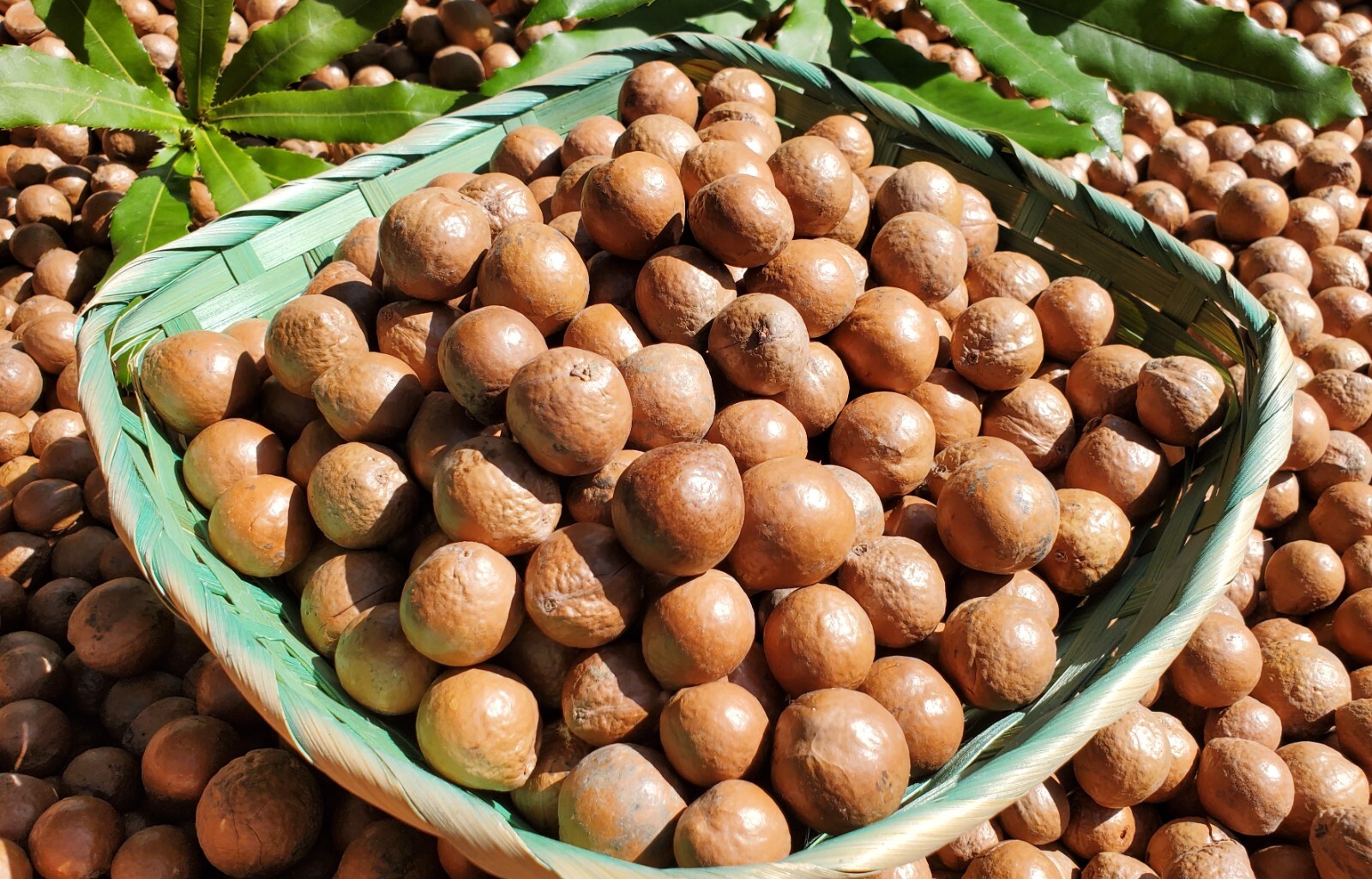 Fresh Macadamia Nuts in shell from California (5 LBS) gallery