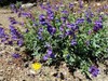 Penstemon azureus | Azure Penstemon | 10 Seeds gallery