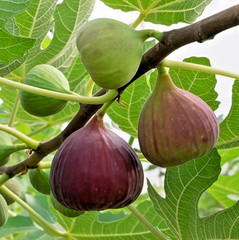 Brown Turkey Fig Live Starter Tree – 6″ Tall – 4″ Pot – Sweet Fig Fruit Tree