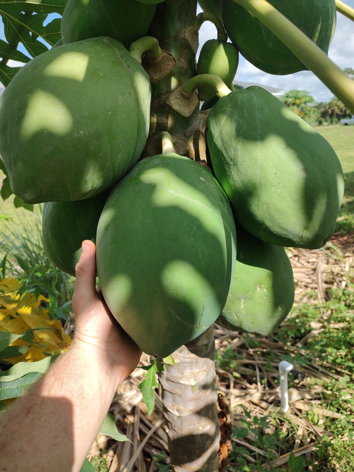 Papaya Red Lady 3 Gallon Pot gallery