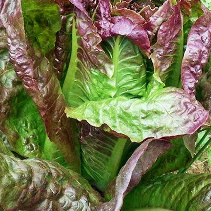Red Romaine Lettuce Seeds, Caesar Salad, NON-GMO, Variety Sizes, FREE SHIPPING gallery