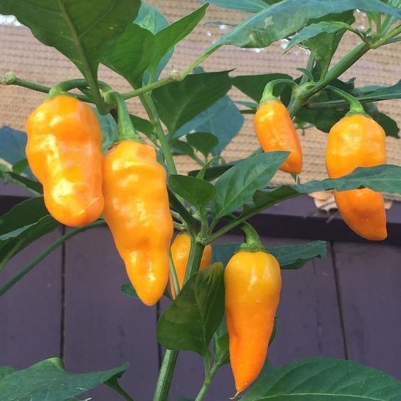 Datil Pepper Powder 1 kg Bulk, Pure Ground Chili, Rare Sweet Heat 200K–400K SHUs gallery
