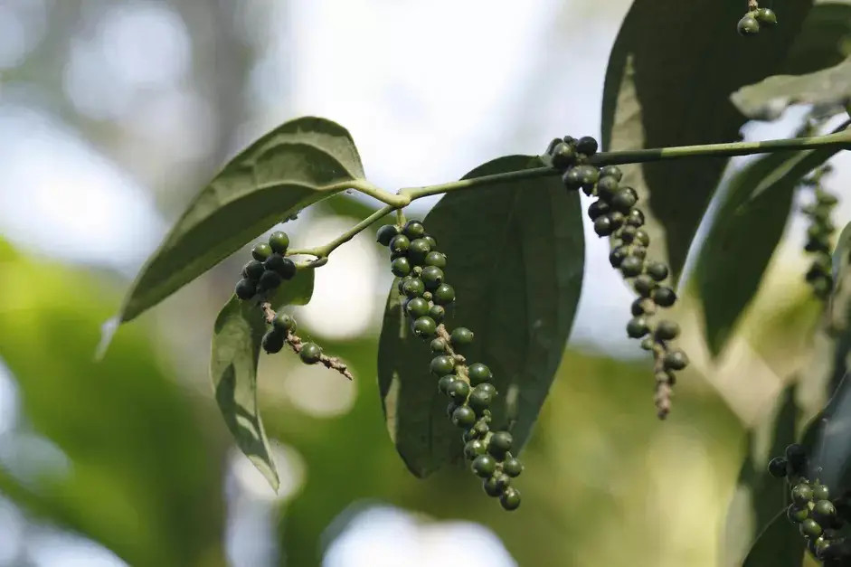 Piper Nigrum - CEYLON Black Pepper, Peppercorn, Heirloom - 5 Se eds gallery