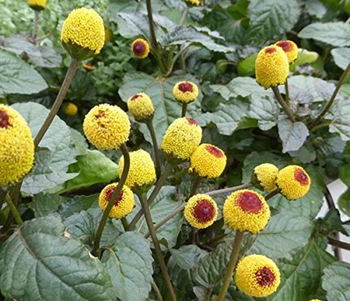 Acmella oleracea | Buzz Buttons | Electric Daisy | Toothache Plant | 20_Seeds gallery