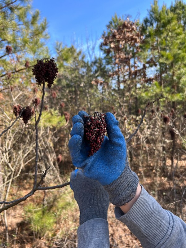 200 FLAMELEAF SUMAC TREE Seeds Shining Winged Rhus Copallina - Zones 4-9 USA gallery