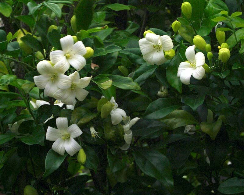 Murraya paniculata | Mock Orange Jasmine | Satinwood | 10_Seeds gallery