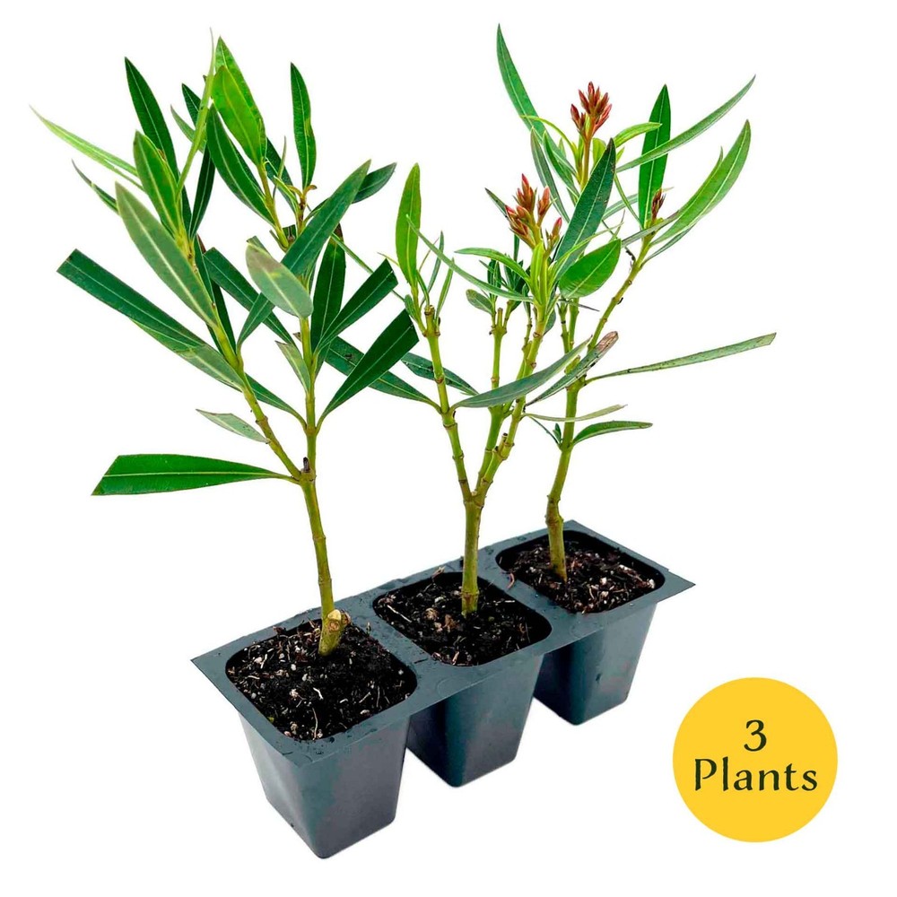 Petite Pink Dwarf Oleander (Nerium oleander ‘Petite Pink’) in 2.5" Nursery Cubes