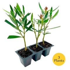 Petite Pink Dwarf Oleander (Nerium oleander ‘Petite Pink’) in 2.5″ Nursery Cubes