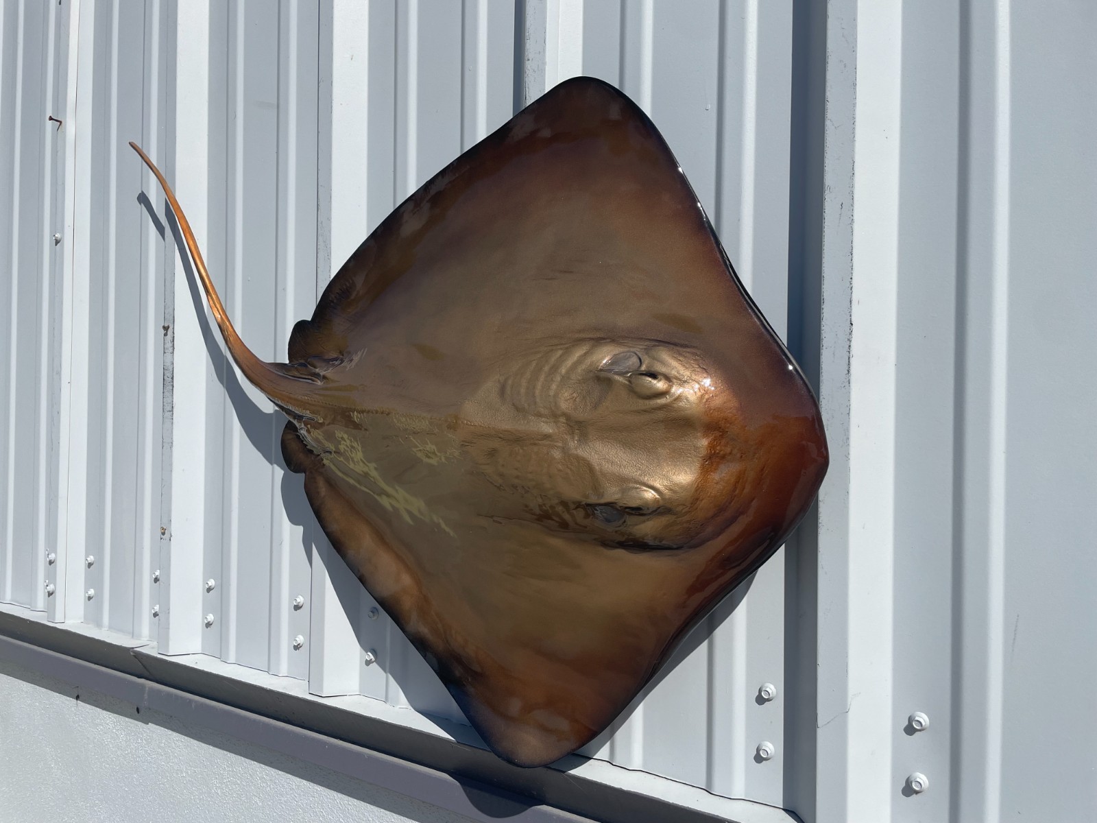 46" Southern Stingray Half Mount - Quick Production gallery