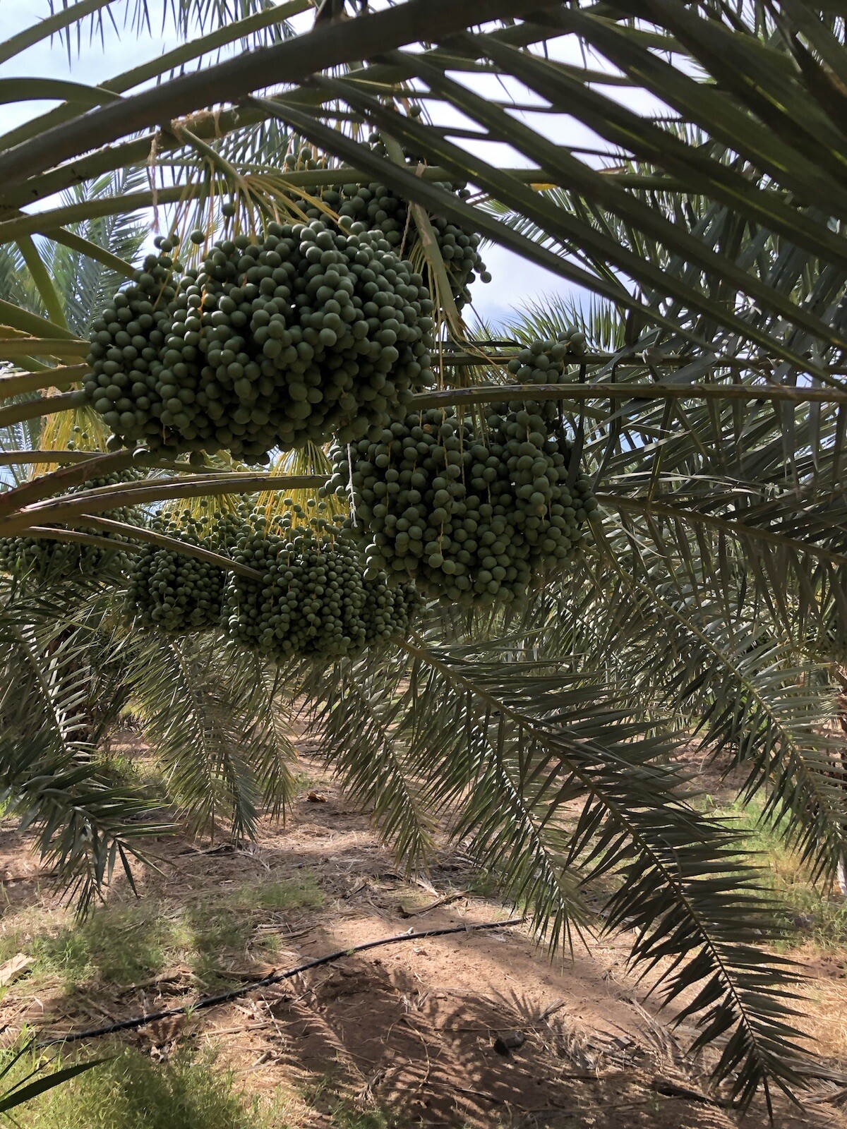 22 LB (2 BOXES x 11 LB) MEDJOOL DATES . FRESH CALIFORNIA LARGE DATES. gallery