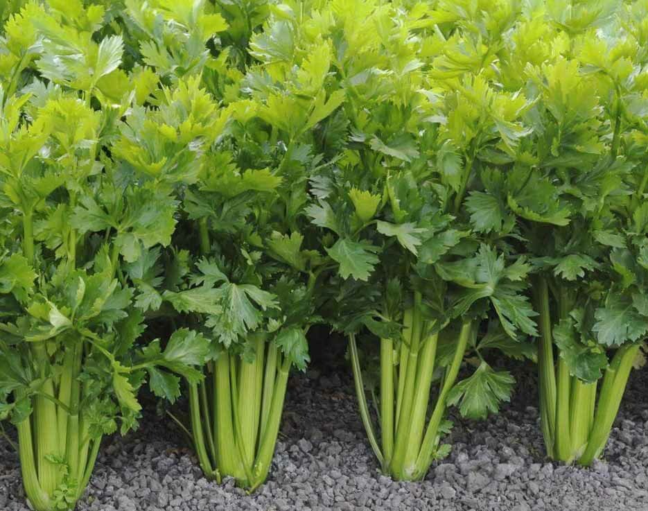 2000+Celery Seeds Tall Utah Celery Seeds Heirloom Crisp Tender Texture Fresh USA gallery