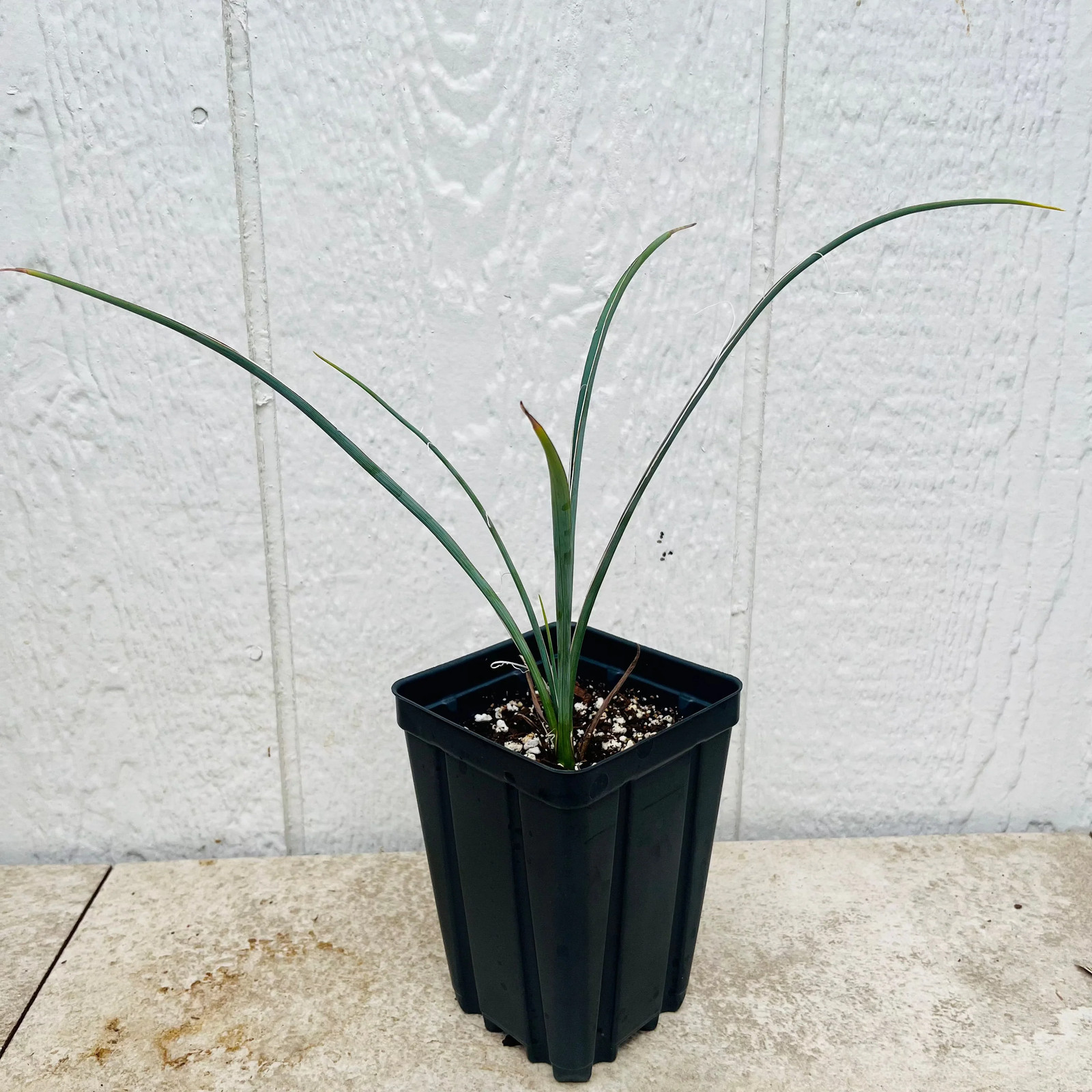 Hesperaloe parviflora ‘Yellow’ (False Yellow Yucca) COLD HARDY zone 5! gallery