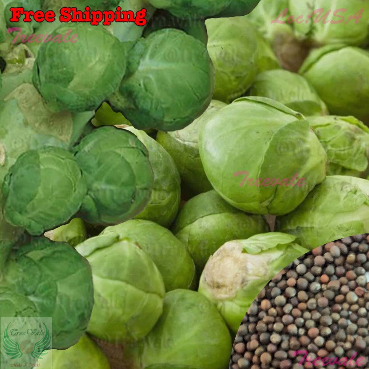 Brussel Sprouts Seeds | Vegetable Seeds gallery