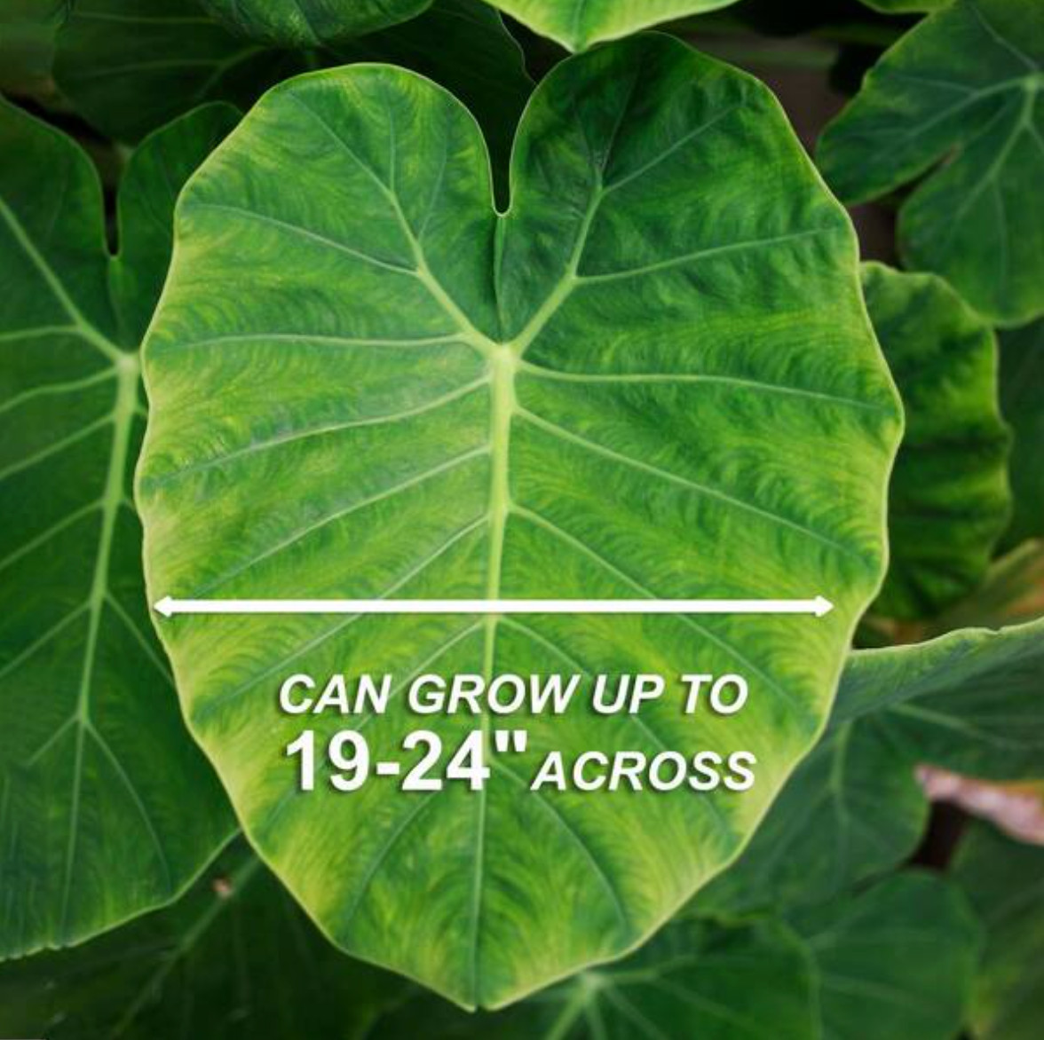10 LIVE Colocasia Esculenta Elephant Ear Taro Gabi Kalo Eddo Bulbs READY to GROW gallery