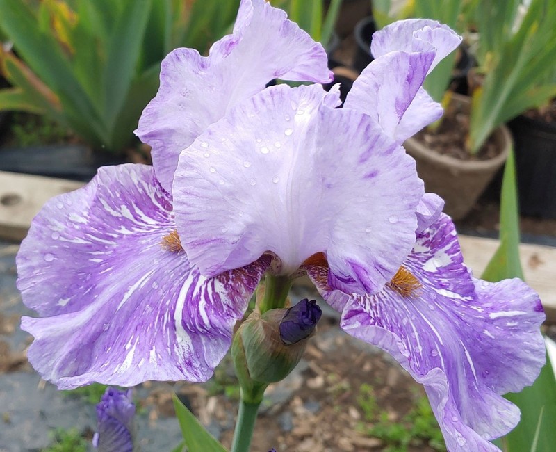 'Gnu' Tall Bearded Iris Rhizome PRE-SALE to Ship Aug/Sept gallery