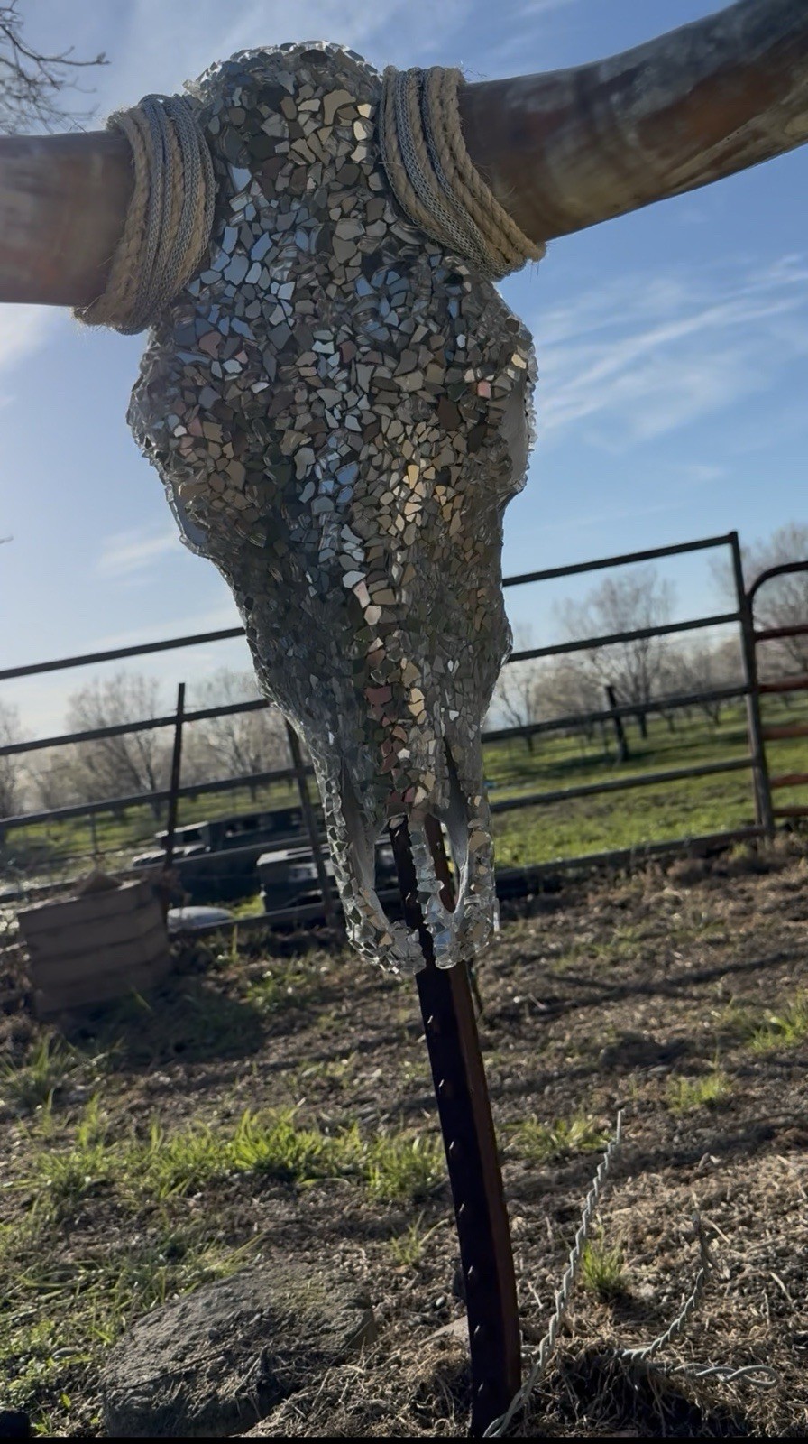 Texas Longhorn gallery