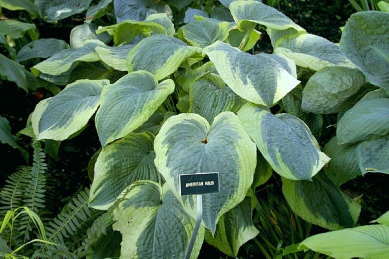hosta AMERICAN HALO large blue wavy edge new big 2.5" pot = 1 Live Potted Plant gallery