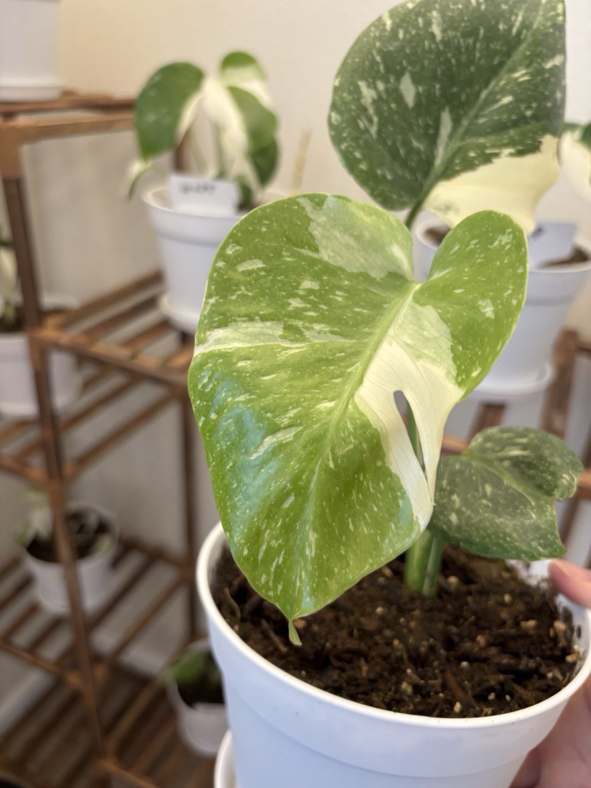 Monstera Thai Constellation 6" Pot Variegated Rare Exact Plant #060 gallery