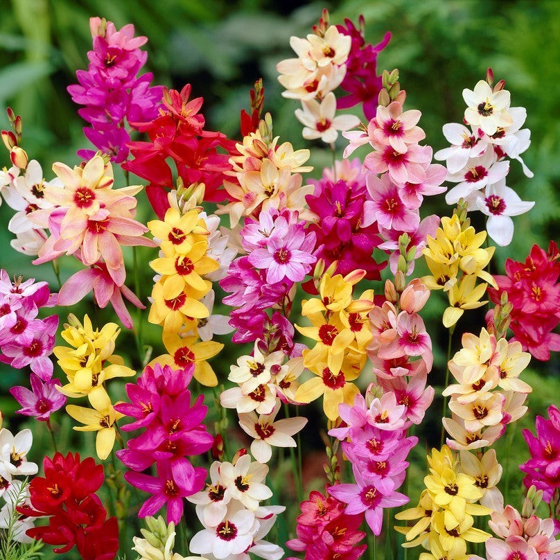 Ixia Magic Wand Mix 80 Bulbs, Spring to Summer Flowering Colorful Blooms in Sun gallery