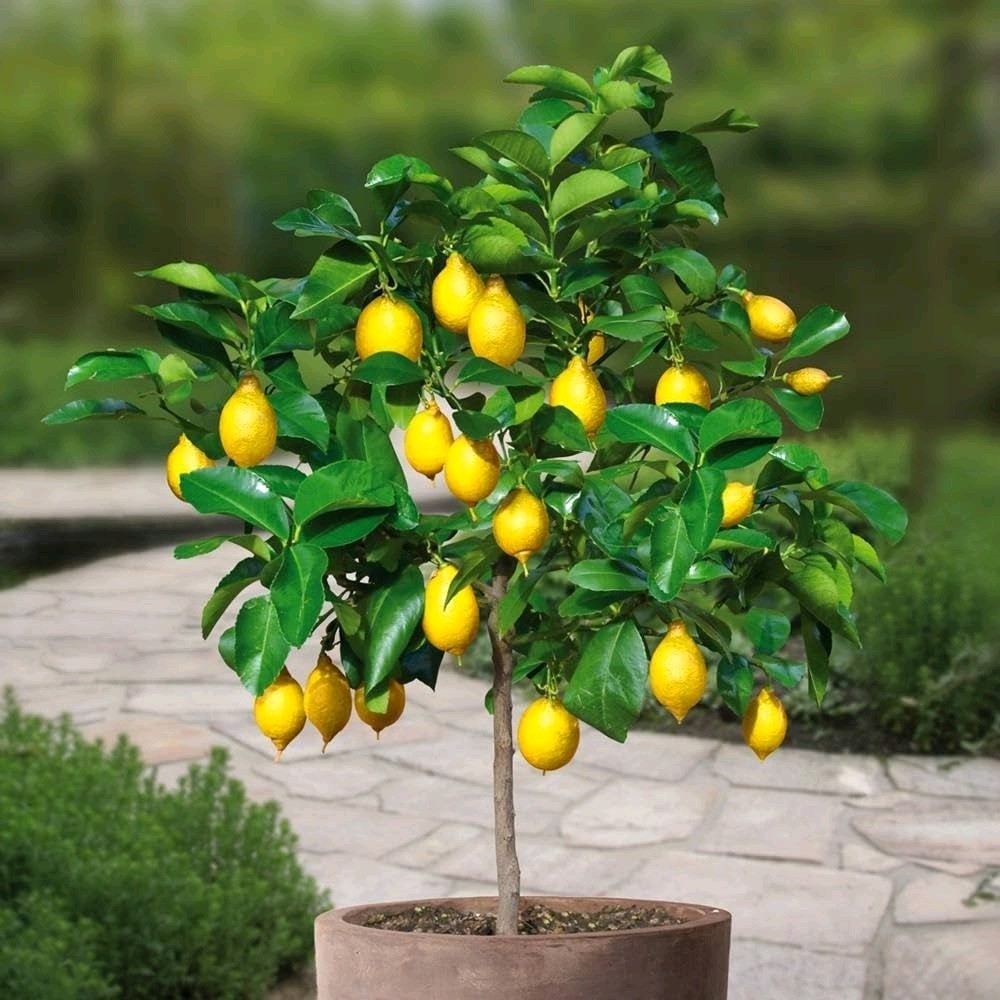 Meyer Lemon Tree - 14-20" Tall - Live Citrus Plant Will Fruit This Year gallery