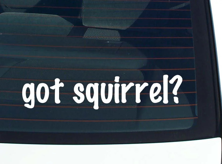 got squirrel? CAR DECAL BUMPER STICKER VINYL FUNNY JOKE WINDOW gallery