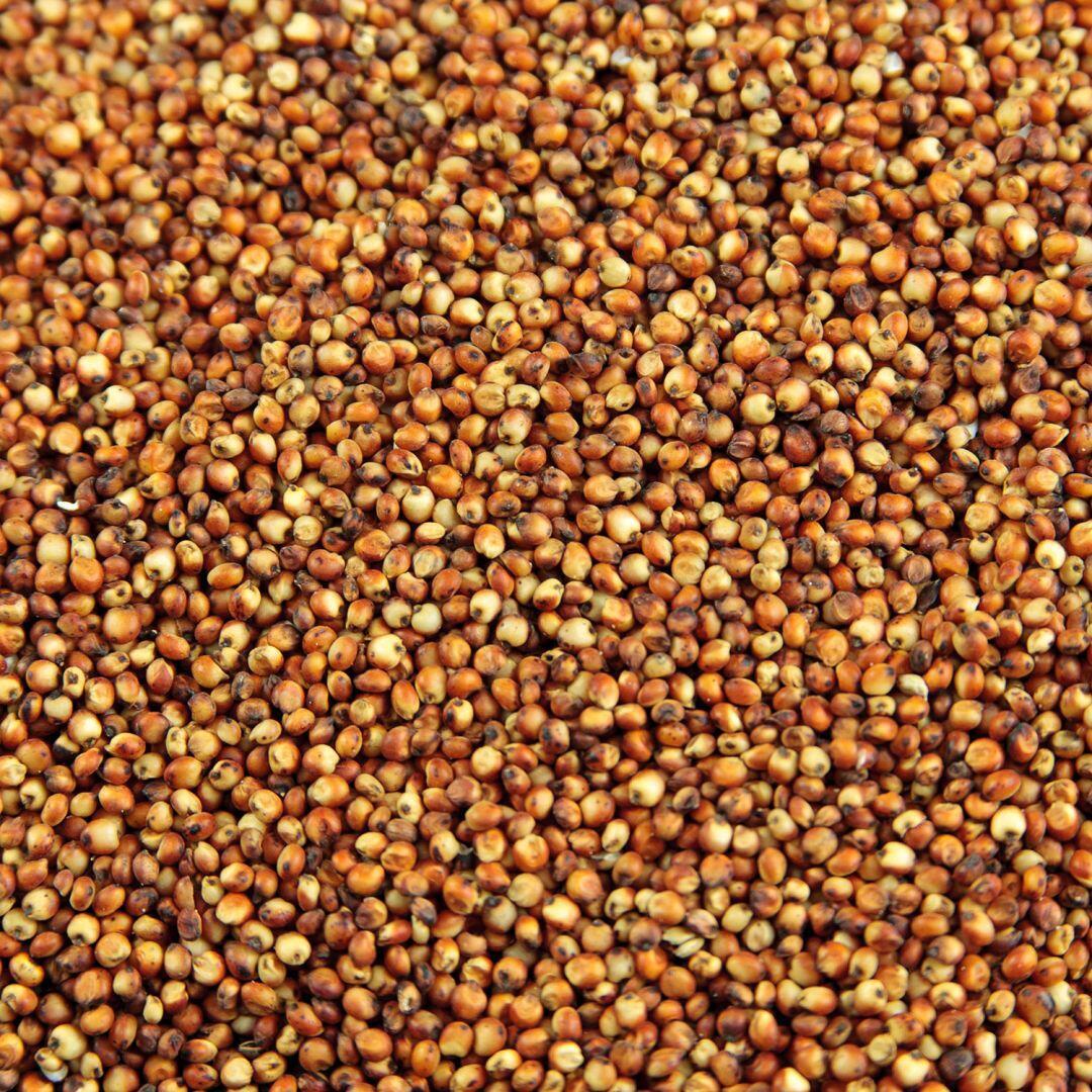 Milo Grain Sorghum Seed gallery