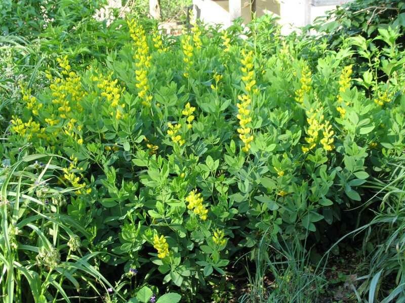Baptisia Screaming Yellow - Attracts Butterflies! 10 Fresh Seeds gallery